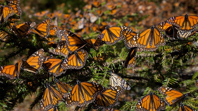 MICHOACAN, MEXICO - FEBRUARY 6:  Monarch Butterflies mass in the Sierra Pellon mountain at the Monarch Butterfly Biosphere Reserve in Sierra Pellon central Mexico in Michoacan State. Each year hundreds of millions Monarch butterflies mass migrate from the U.S. and Canada to Oyamel fir forests in the volcanic highlands of central Mexico. North American monarchs are the only butterflies that make such a massive journey up to 3,000 miles (4,828 kilometers).  (Photo by Richard Ellis/Getty Images)