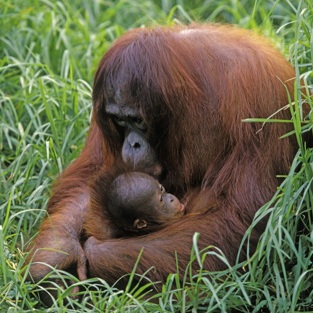 Mother and baby Bornean orangutans (Pongo pygmaeus), Auckland Zoo, Auckland, New Zealand.