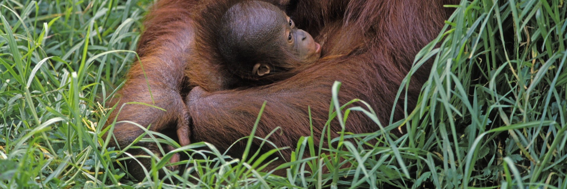 Mother and baby Bornean orangutans (Pongo pygmaeus), Auckland Zoo, Auckland, New Zealand.