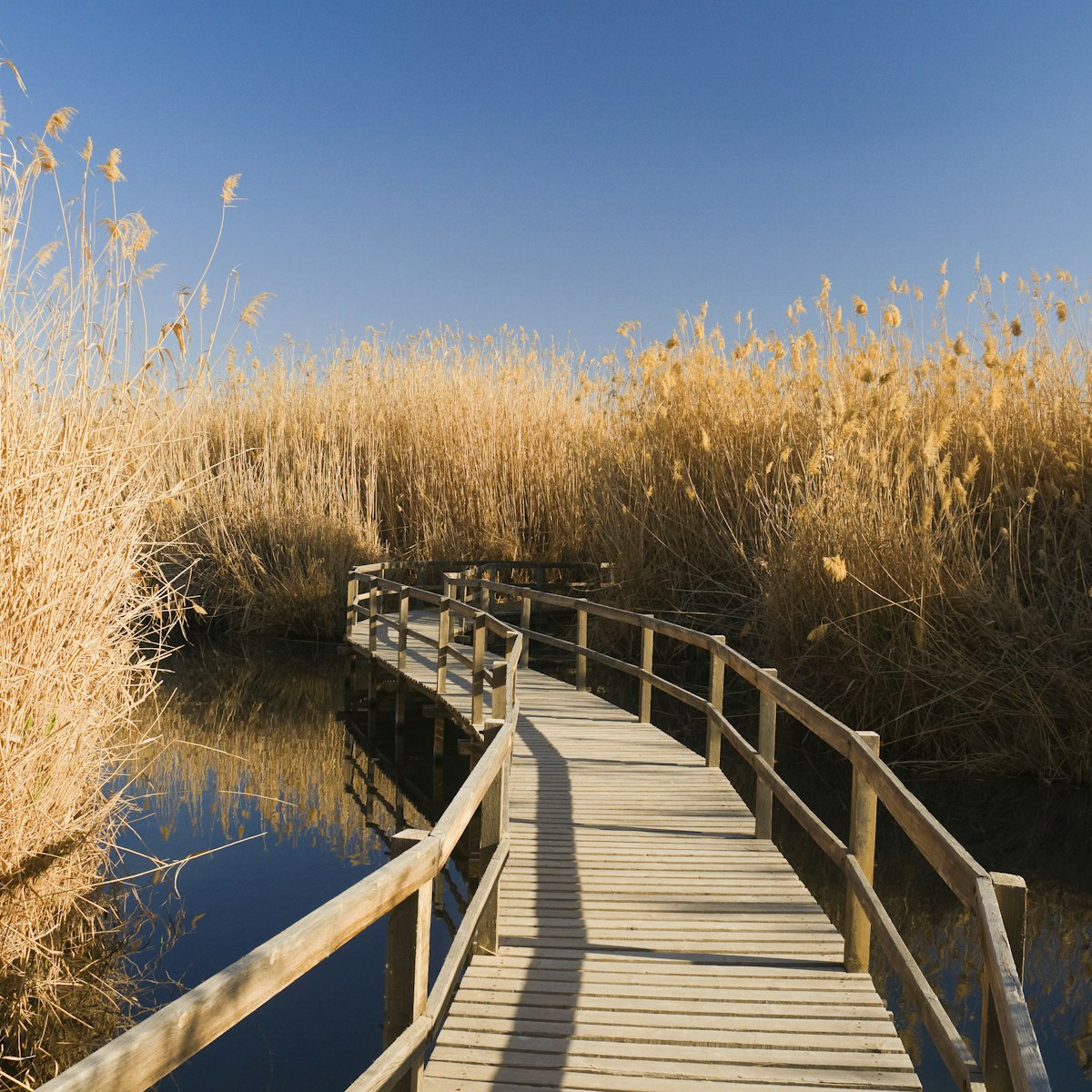 Azraq Wetland Reserve, Azraq, Jordan