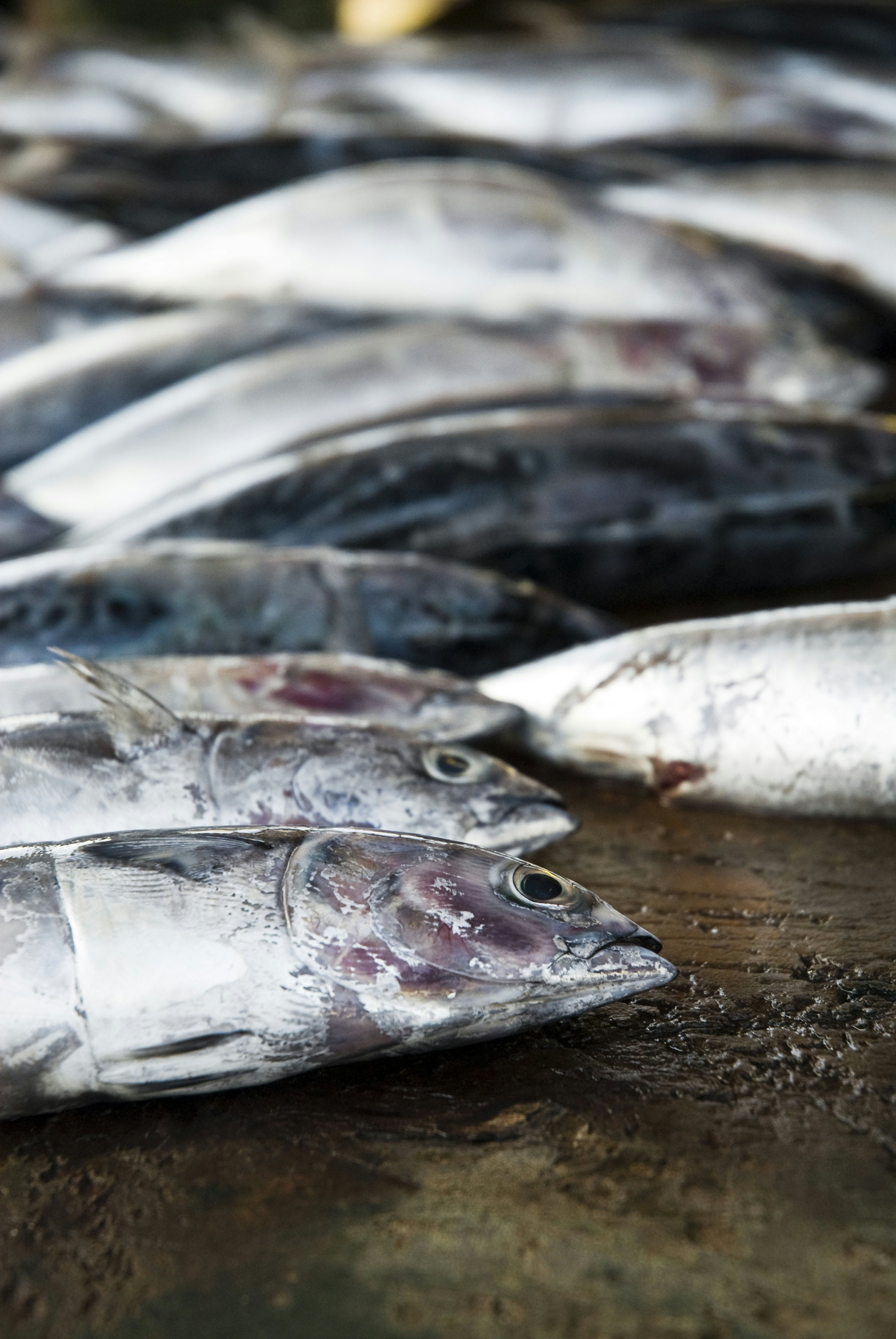 Fish for sale at a road side stall.