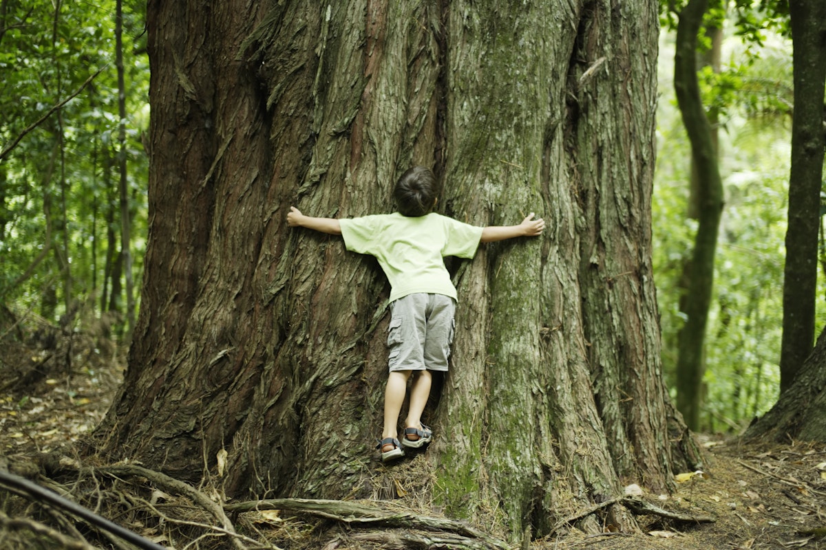 Boy hugging tree