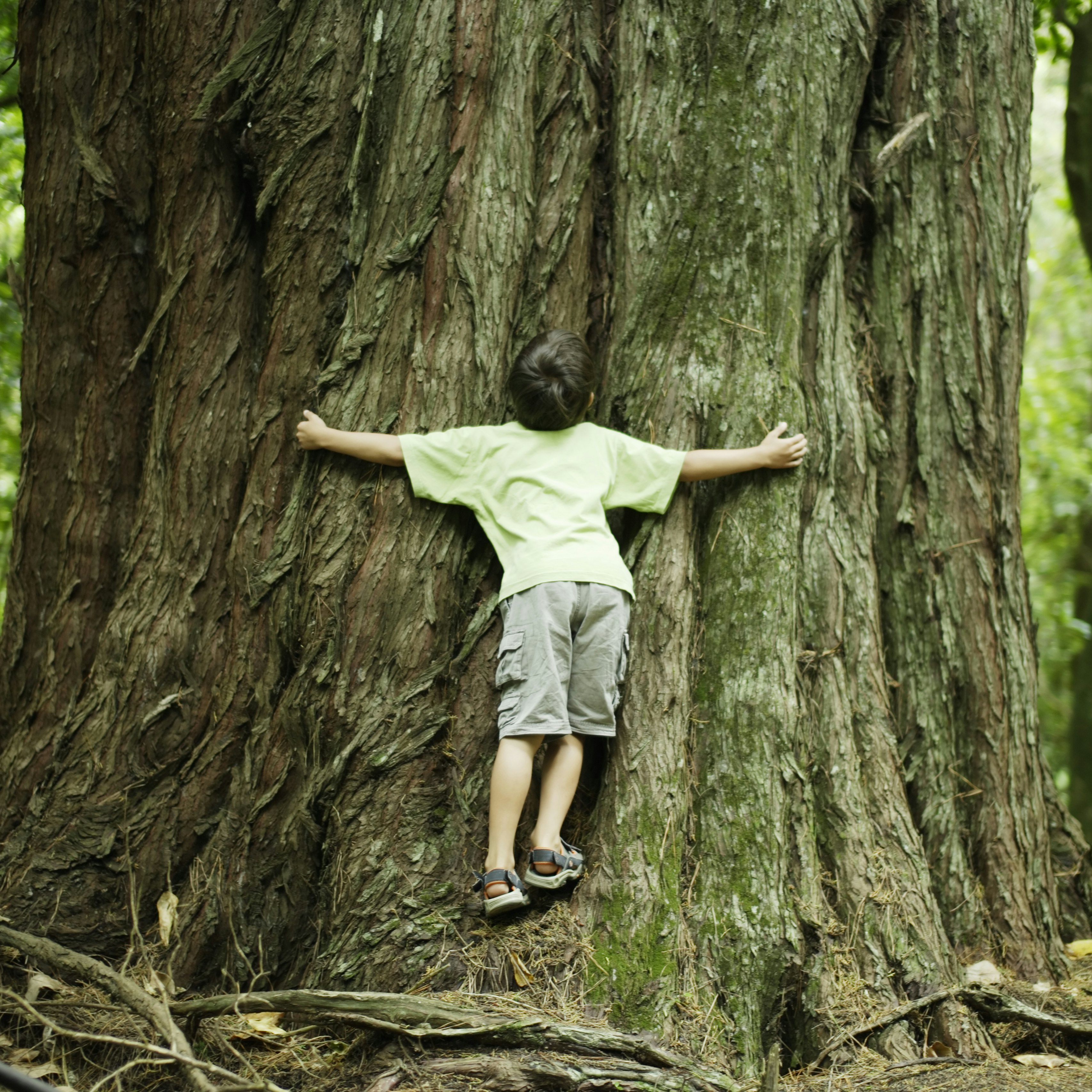 Boy hugging tree