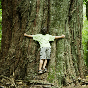 Boy hugging tree