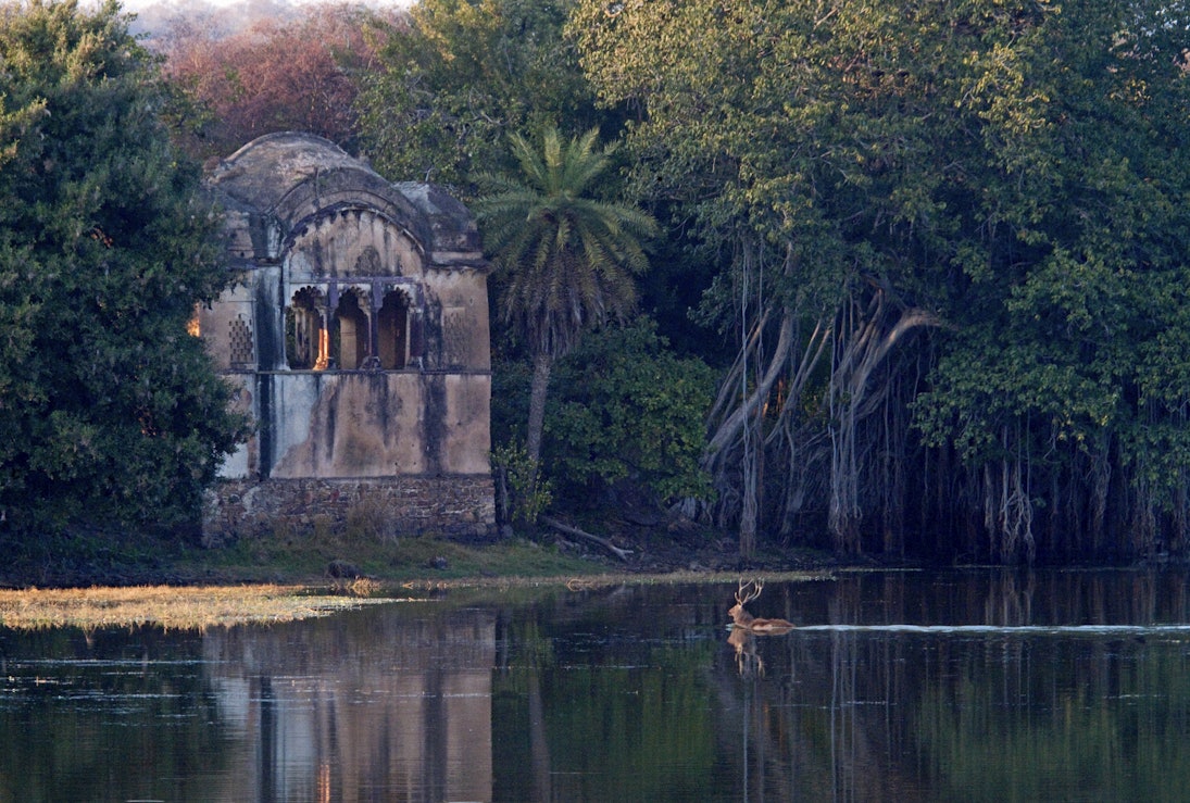 Deer swimming across river to Raj Bagh Palace in Ranthambore National Park.