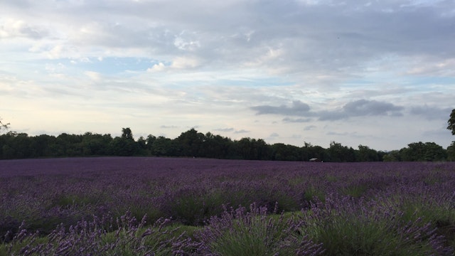 Mayfield Lavender