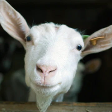 Burritt on the Mountain