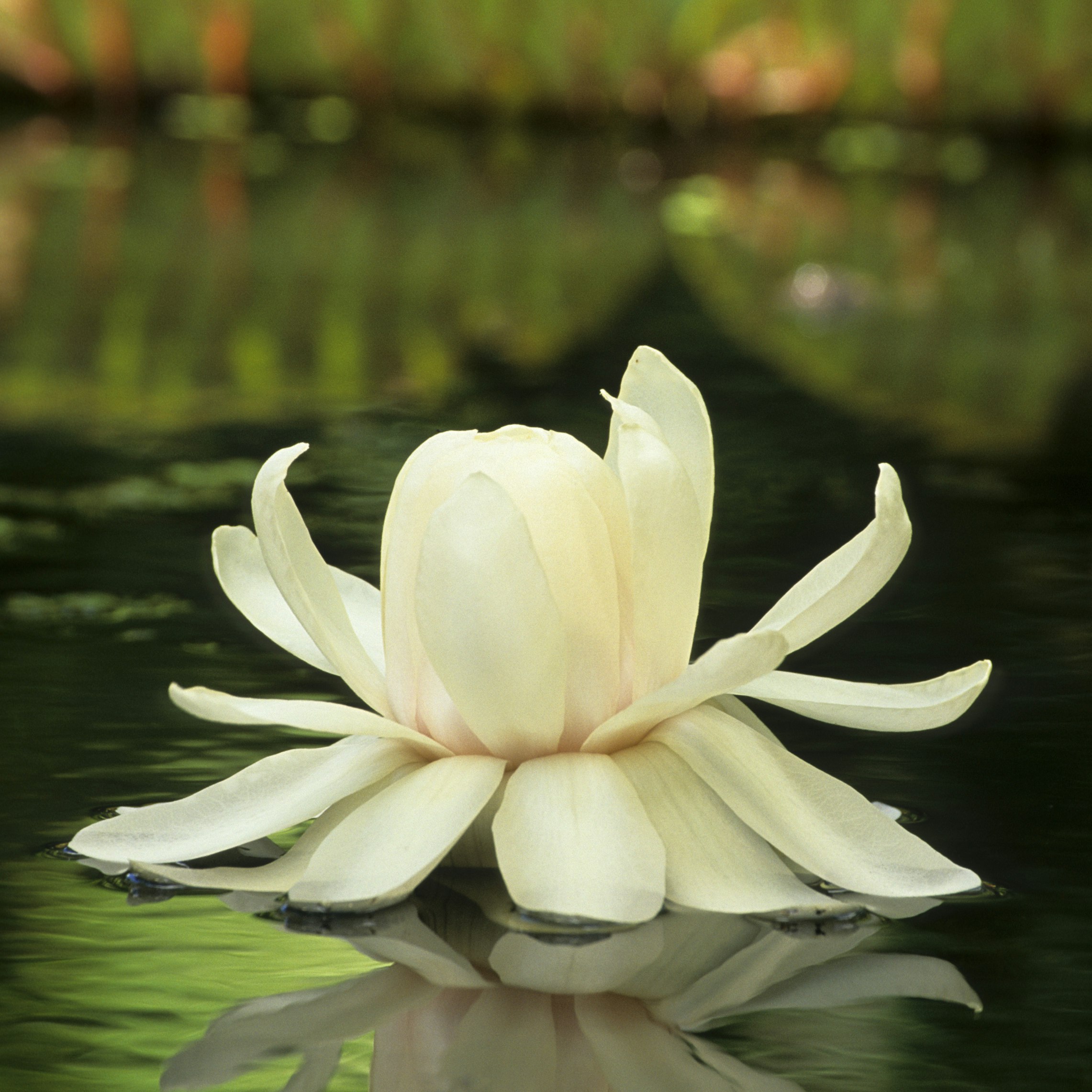 Amazon Water Lily (Victoria amazonica) flower, Sir Seewoosagur Ramgoolam Botanical Gardens, Pamplemousse, Mauritius