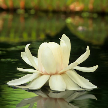 Amazon Water Lily (Victoria amazonica) flower, Sir Seewoosagur Ramgoolam Botanical Gardens, Pamplemousse, Mauritius