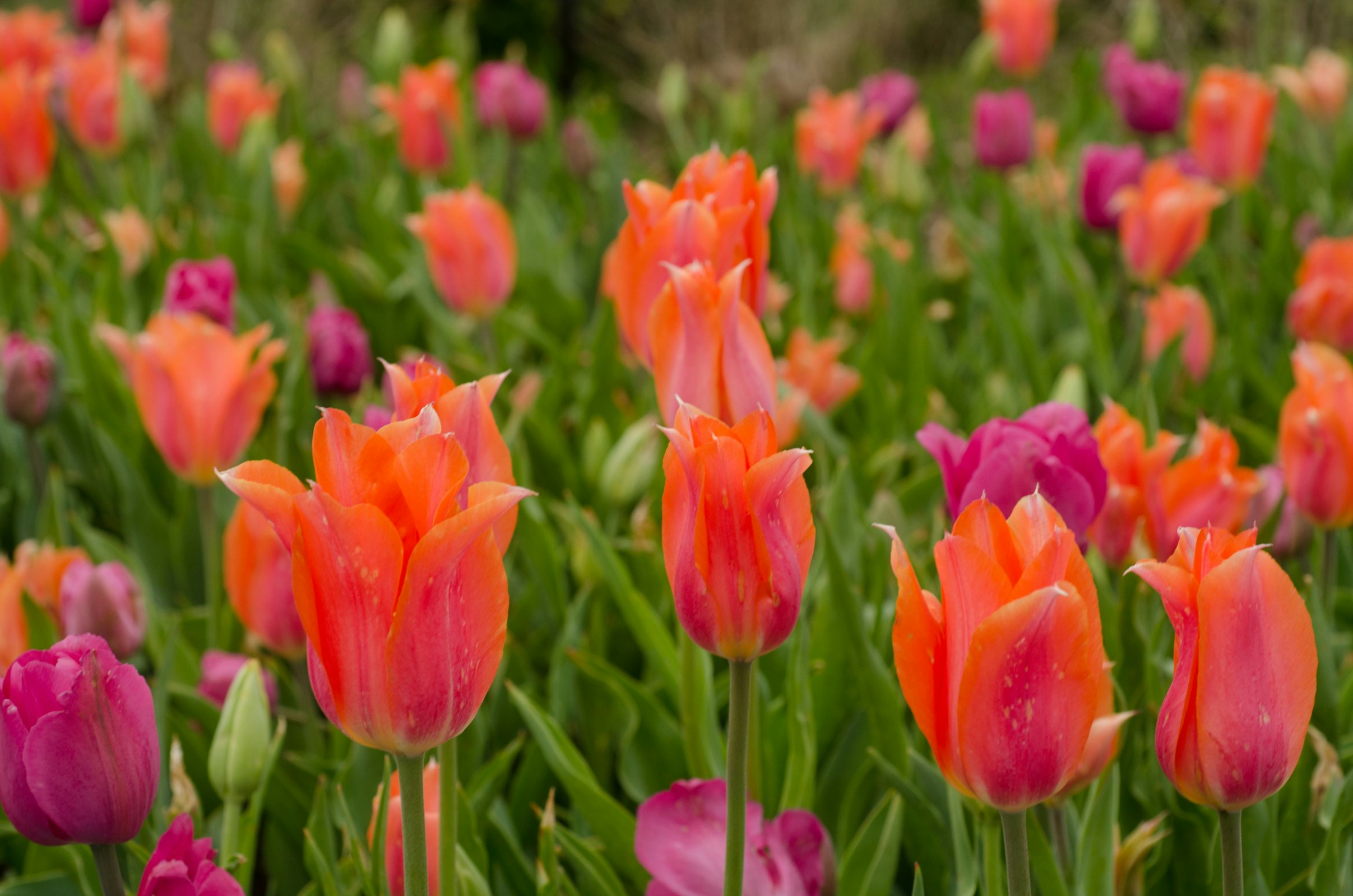 500px Photo ID: 104144573 - Visit Cheekwood for the tulips