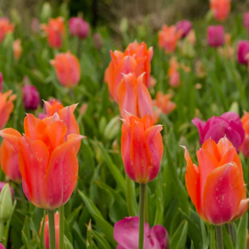 500px Photo ID: 104144573 - Visit Cheekwood for the tulips