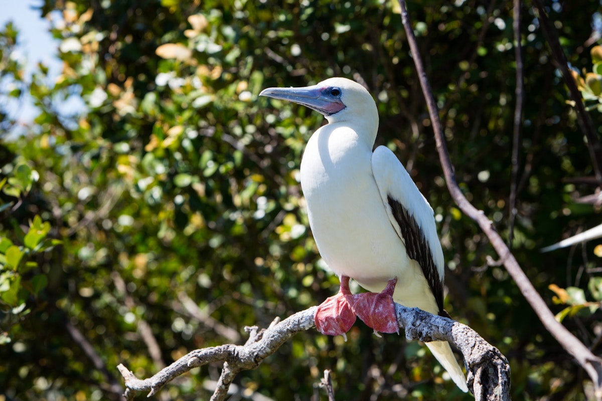 A Red-footed booby (Sula sula) sits on a branch in a breeding colony on Half Moon Caye off the coast of Belize. This is part of a UNESCO World Heritage Site.; Shutterstock ID 583848568; Your name (First / Last): Alicia Johnson; GL account no.: 65050; Netsuite department name: Online Editorial ; Full Product or Project name including edition: Belize