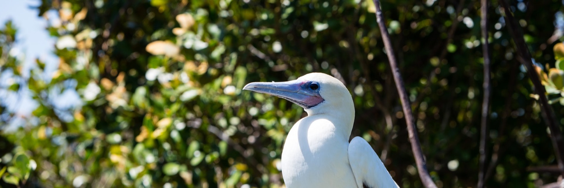 A Red-footed booby (Sula sula) sits on a branch in a breeding colony on Half Moon Caye off the coast of Belize. This is part of a UNESCO World Heritage Site.; Shutterstock ID 583848568; Your name (First / Last): Alicia Johnson; GL account no.: 65050; Netsuite department name: Online Editorial ; Full Product or Project name including edition: Belize