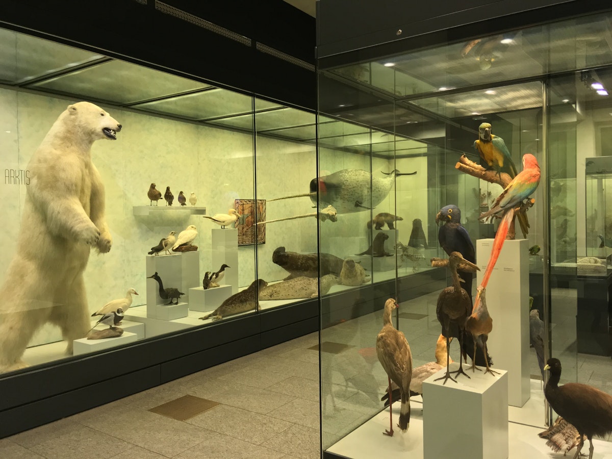 Zoologisches Museum, Arctic section (and tropical birds)