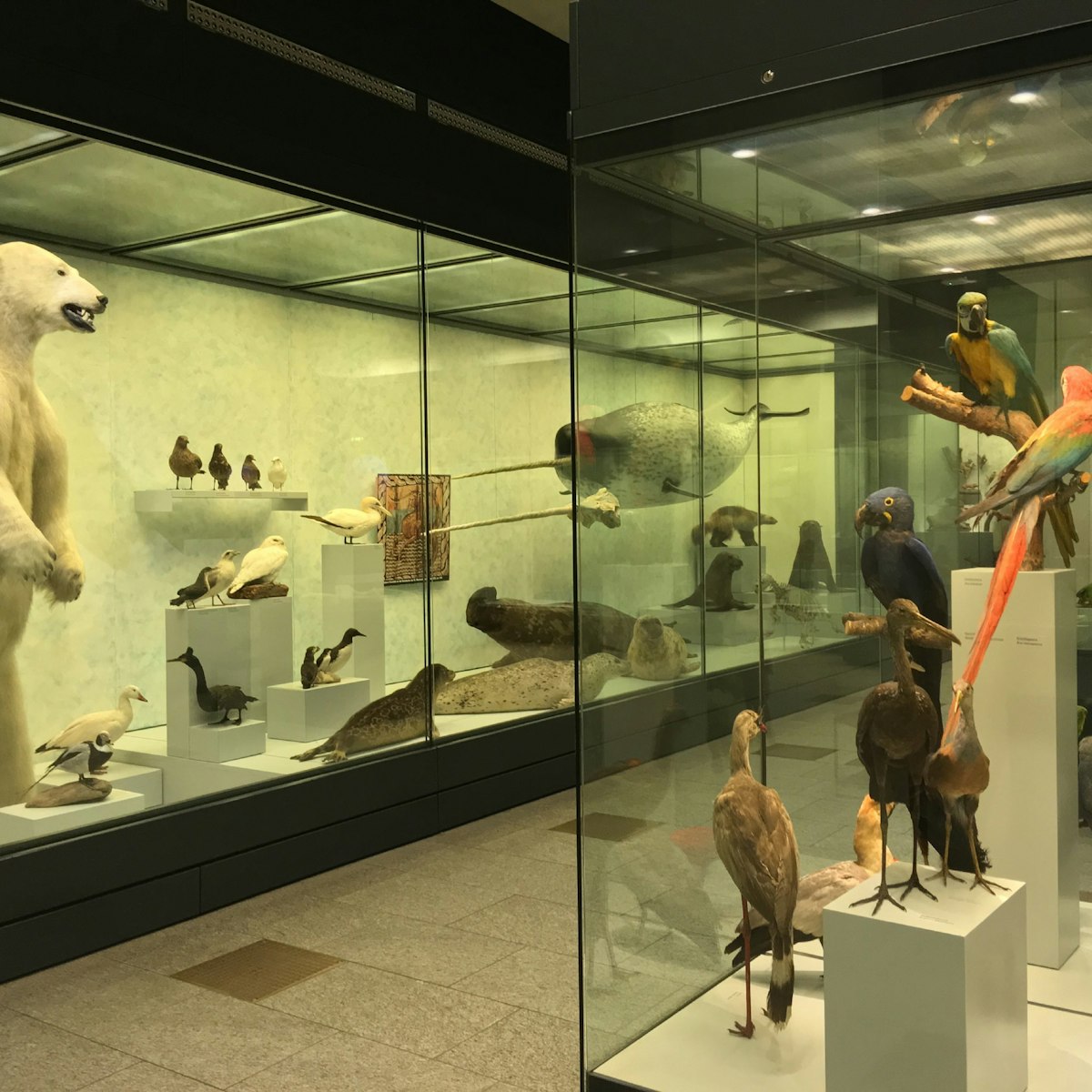 Zoologisches Museum, Arctic section (and tropical birds)
