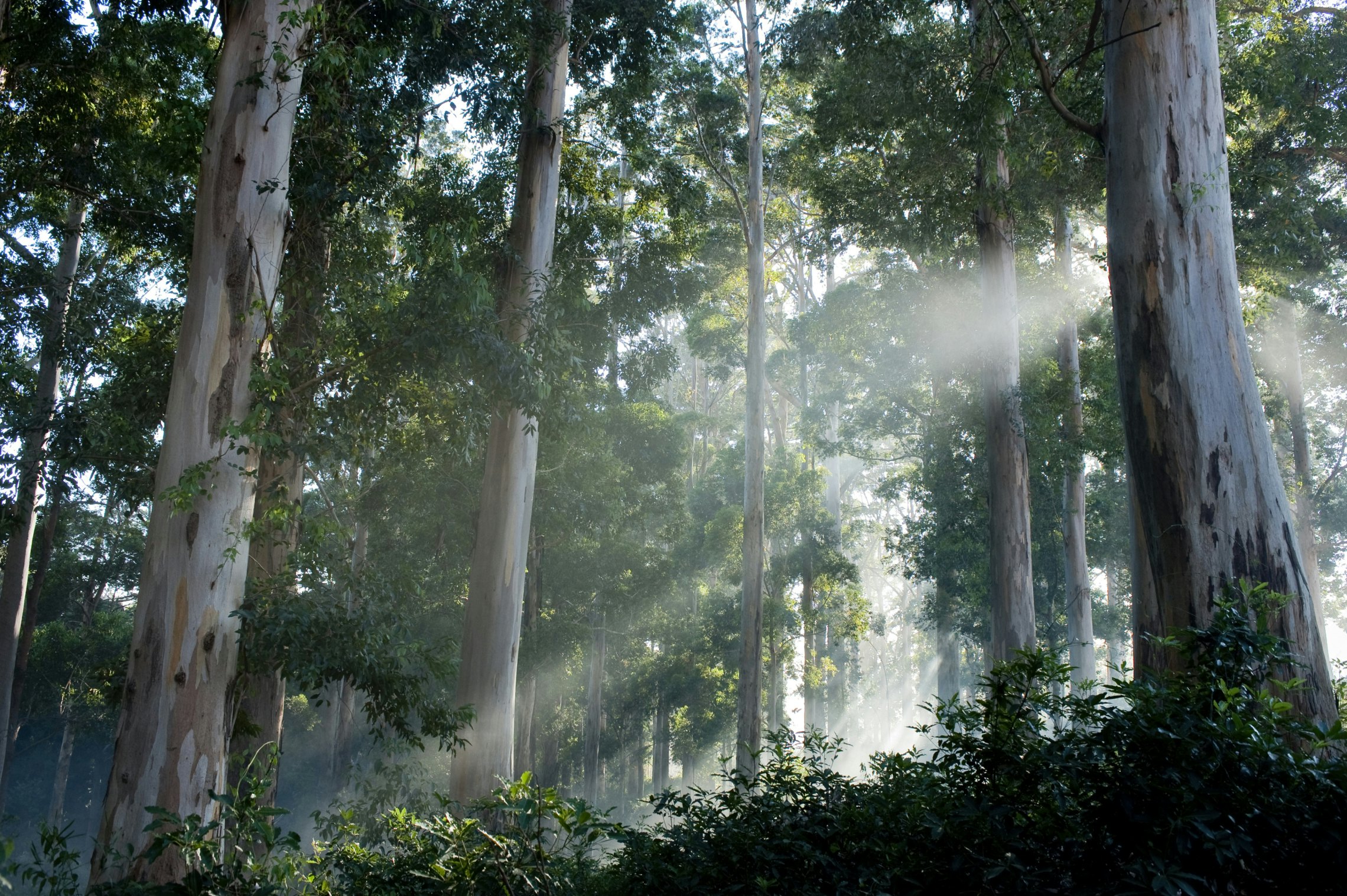 Gum trees (Eucalyptus) in rain forest Tokai Forest, Western Cape Province, South Africa
