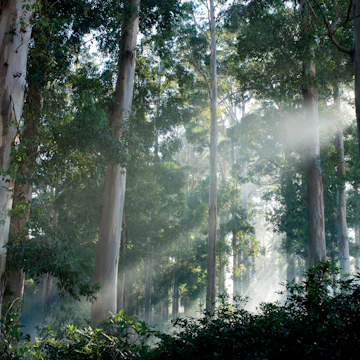 Gum trees (Eucalyptus) in rain forest Tokai Forest, Western Cape Province, South Africa