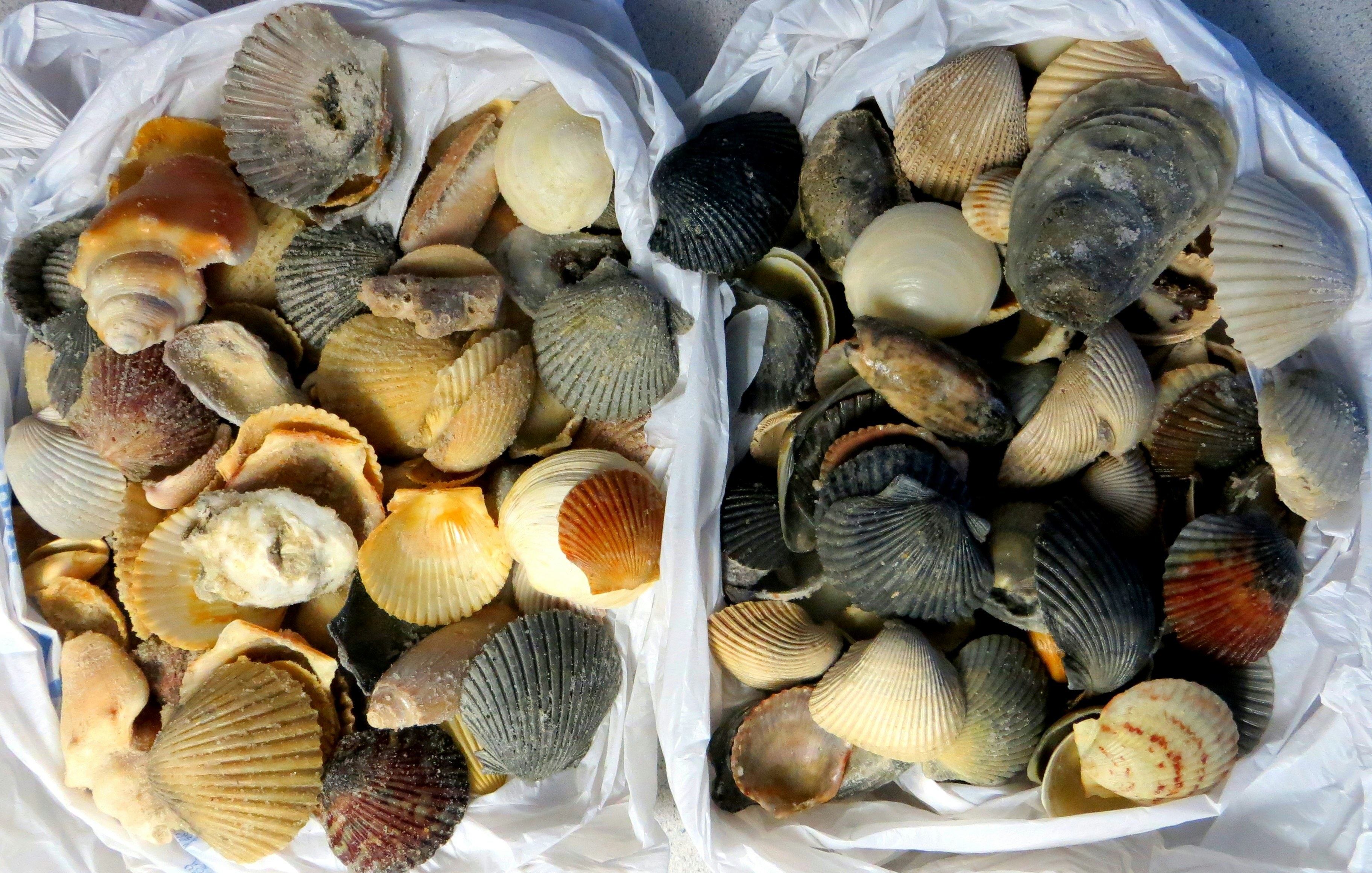 Seashells, Panama City Beach, Florida