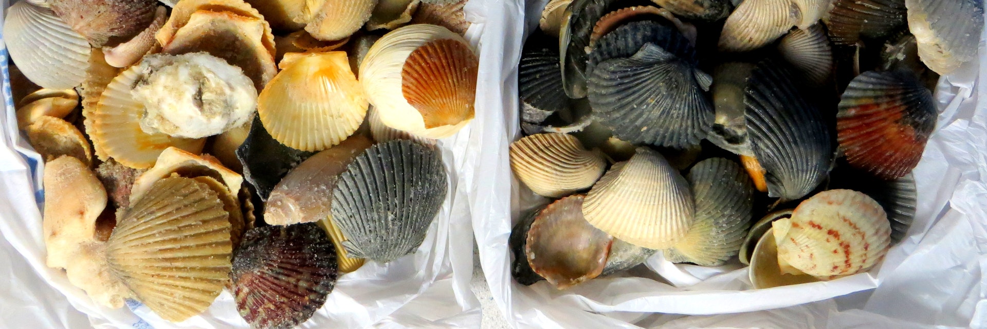 Seashells, Panama City Beach, Florida