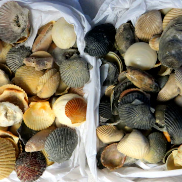 Seashells, Panama City Beach, Florida