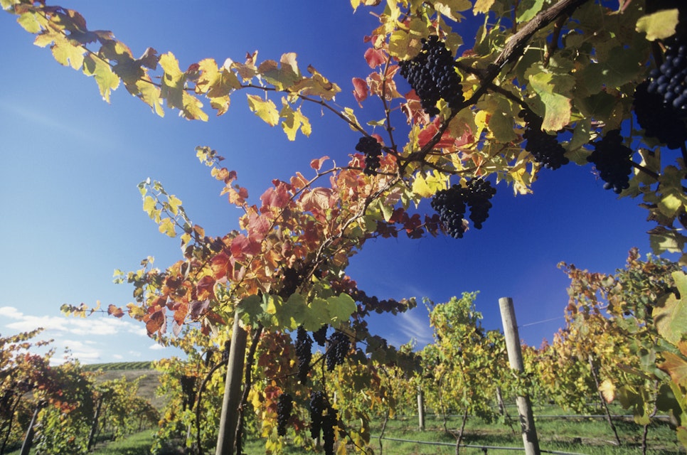 Grapes on vines in vineyard, Yarra Valley, Victoria, Australia