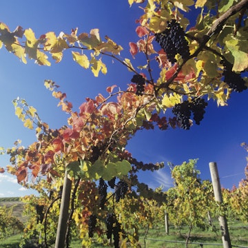 Grapes on vines in vineyard, Yarra Valley, Victoria, Australia