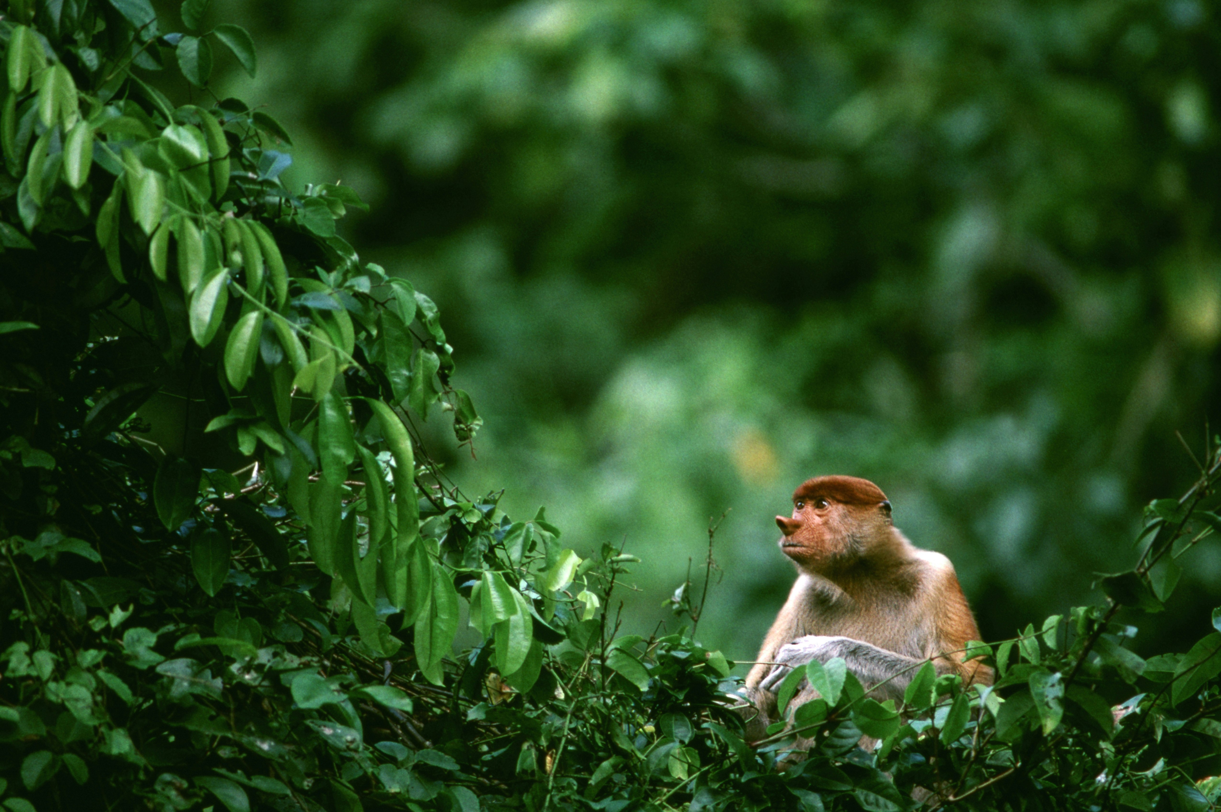 Proboscis monkey.