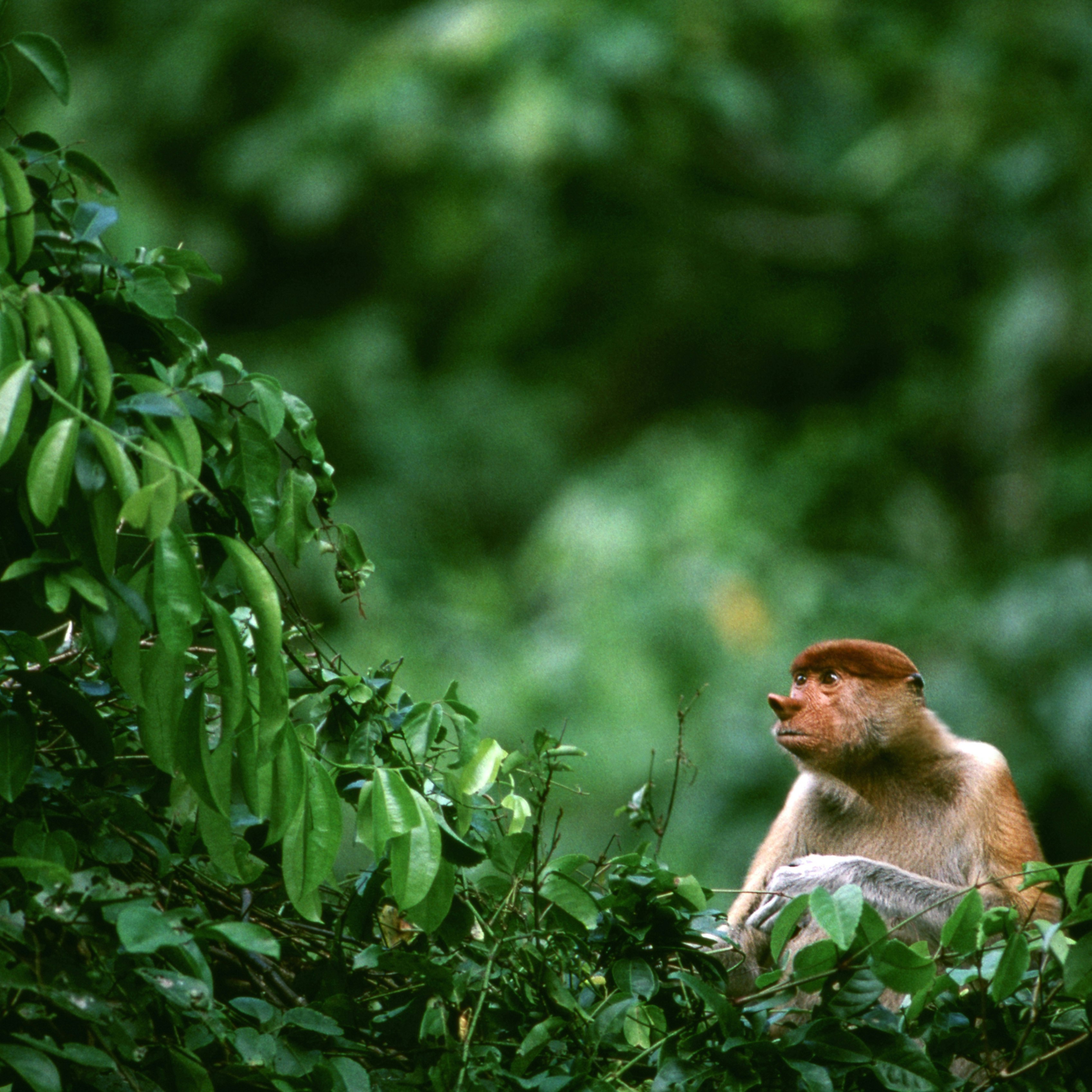 Proboscis monkey.