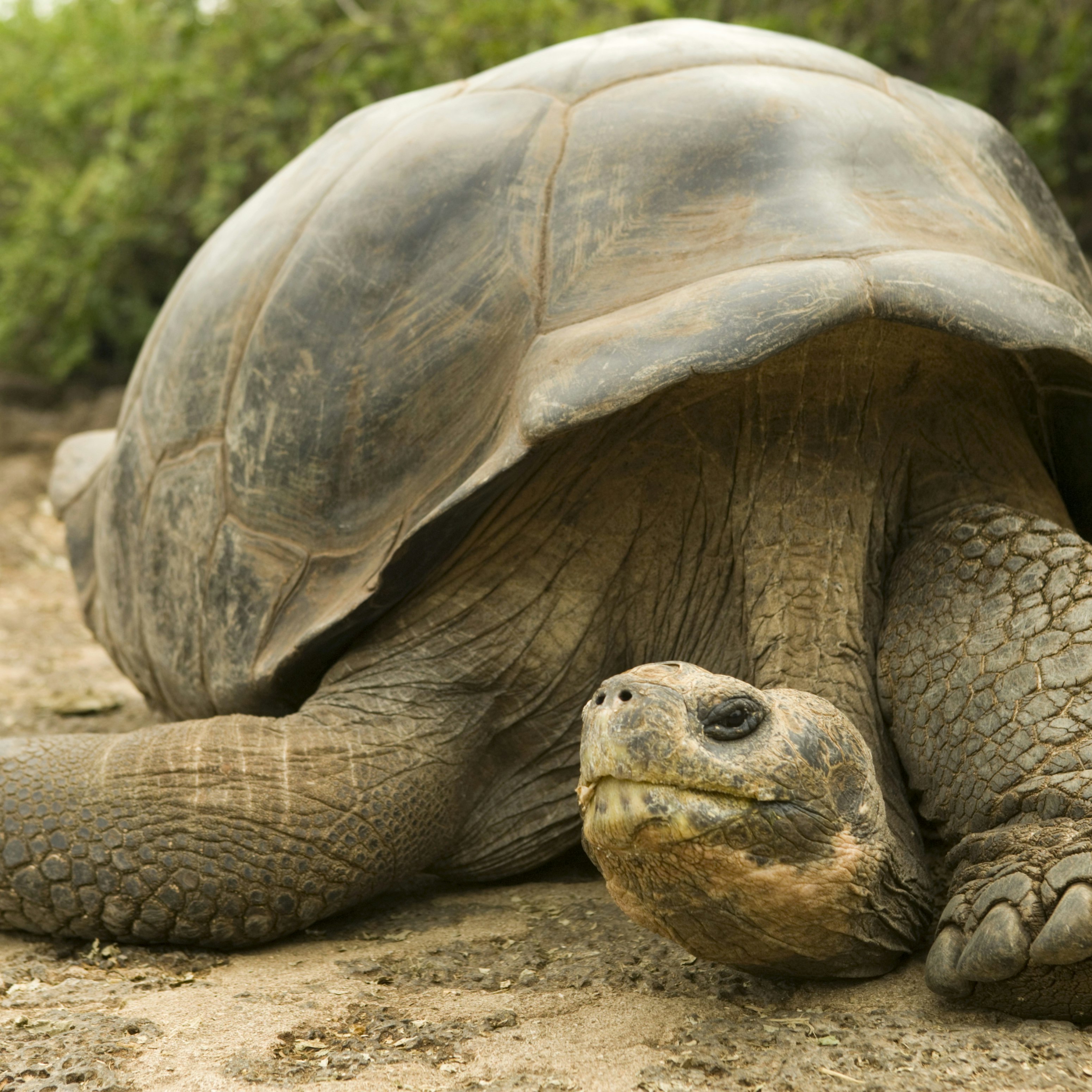 Ecuador, Galapagos Islands, Galapagos giant tortoise