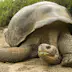 Ecuador, Galapagos Islands, Galapagos giant tortoise