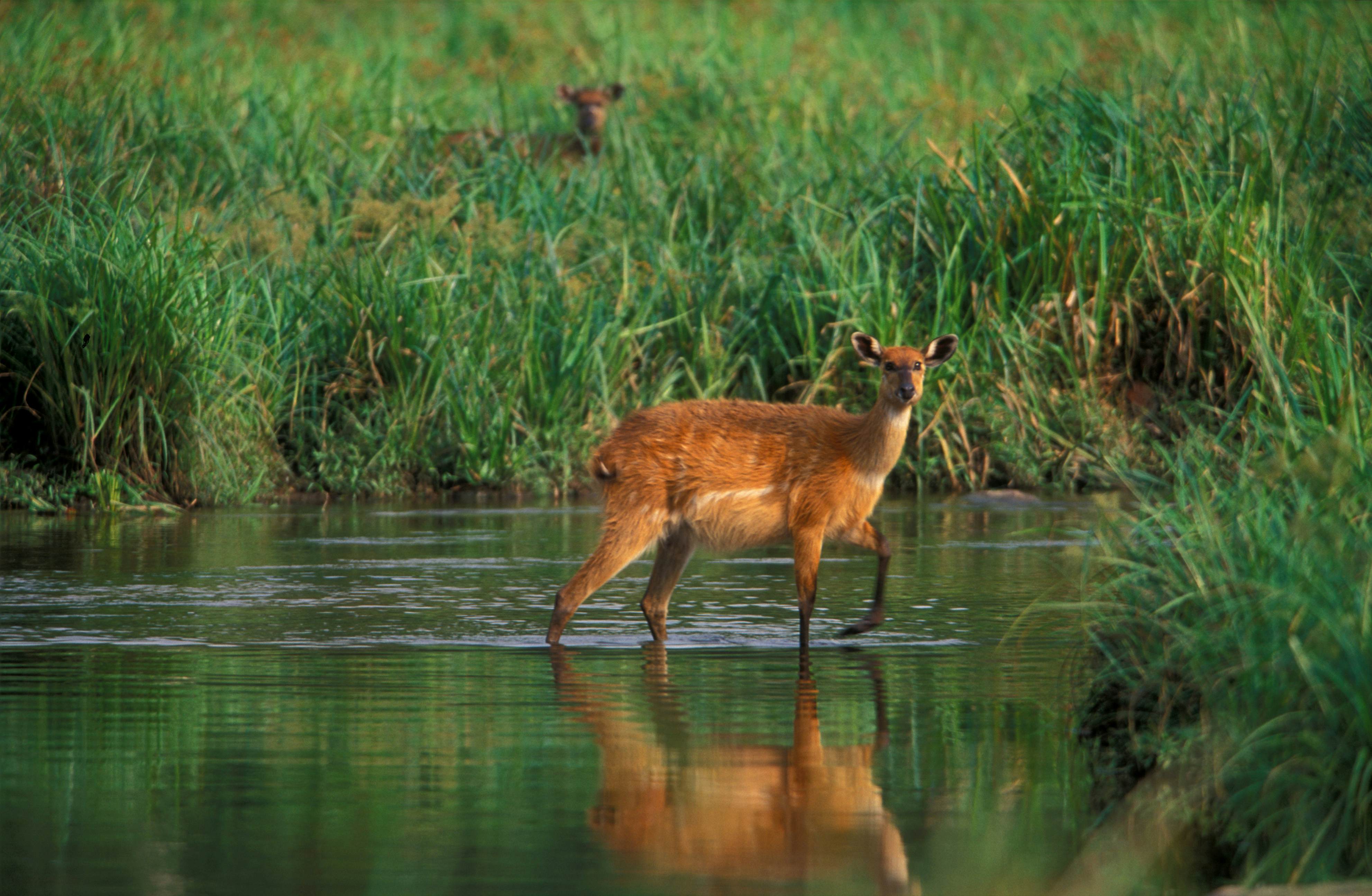 A female Sitatunga, Tragelaphus spekii, runs through the Langoue River while another watches warily in the background. Langoue Bai. Ivindo National Park, Gabon.
