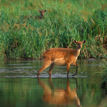 A female Sitatunga, Tragelaphus spekii, runs through the Langoue River while another watches warily in the background. Langoue Bai. Ivindo National Park, Gabon.