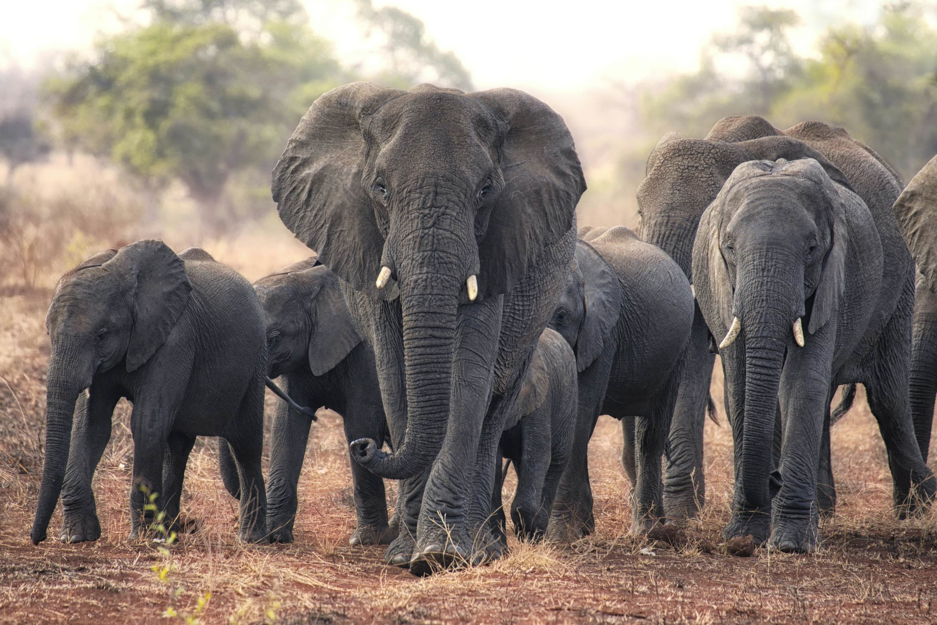 Africa is a safari superpower