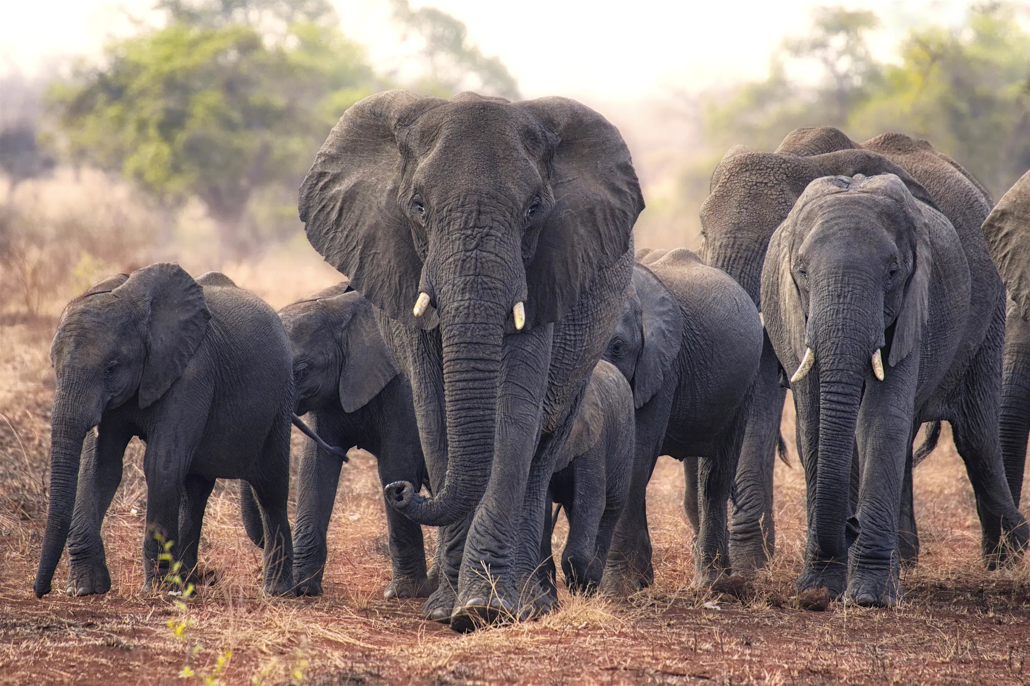 Africa is a safari superpower