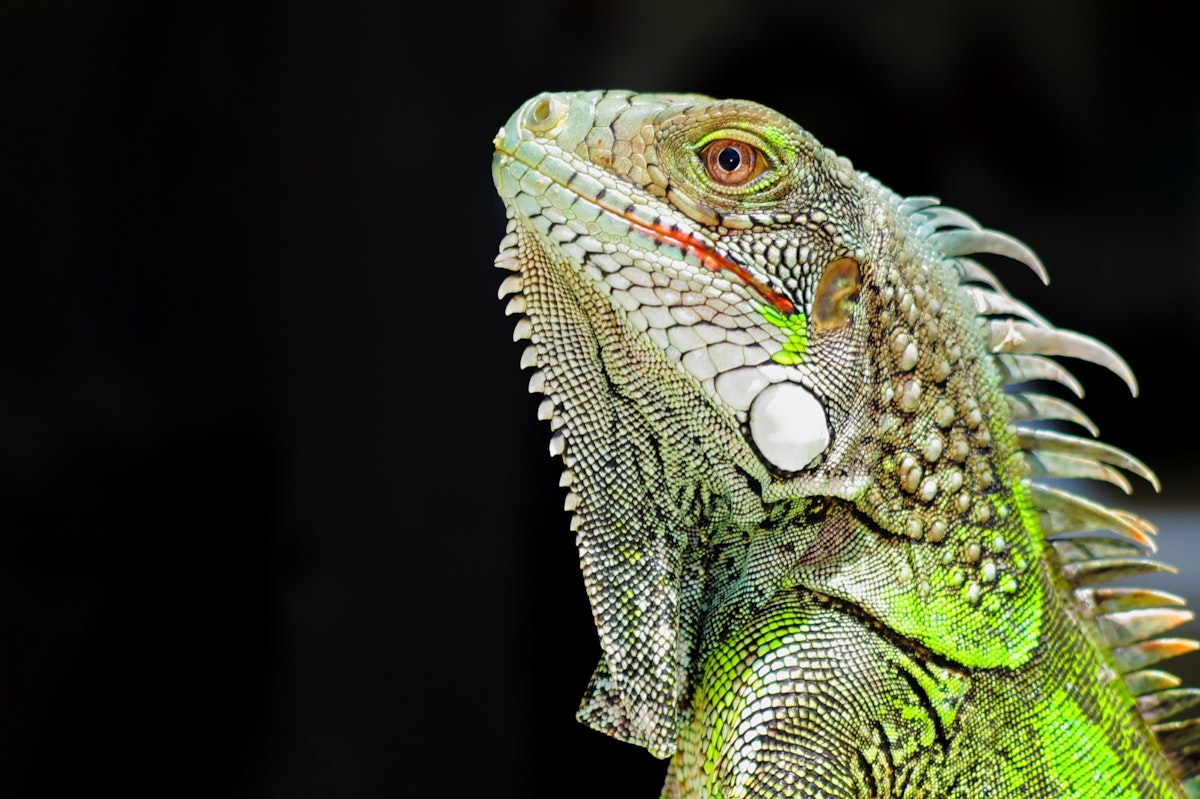 Green iguana profile detail with black background. Lizard's head close-up view. Small wild animal looks like a dragon. ; Shutterstock ID 616251773; Your name (First / Last): Alicia Johnson; GL account no.: 65050; Netsuite department name: Online Editorial ; Full Product or Project name including edition: Be