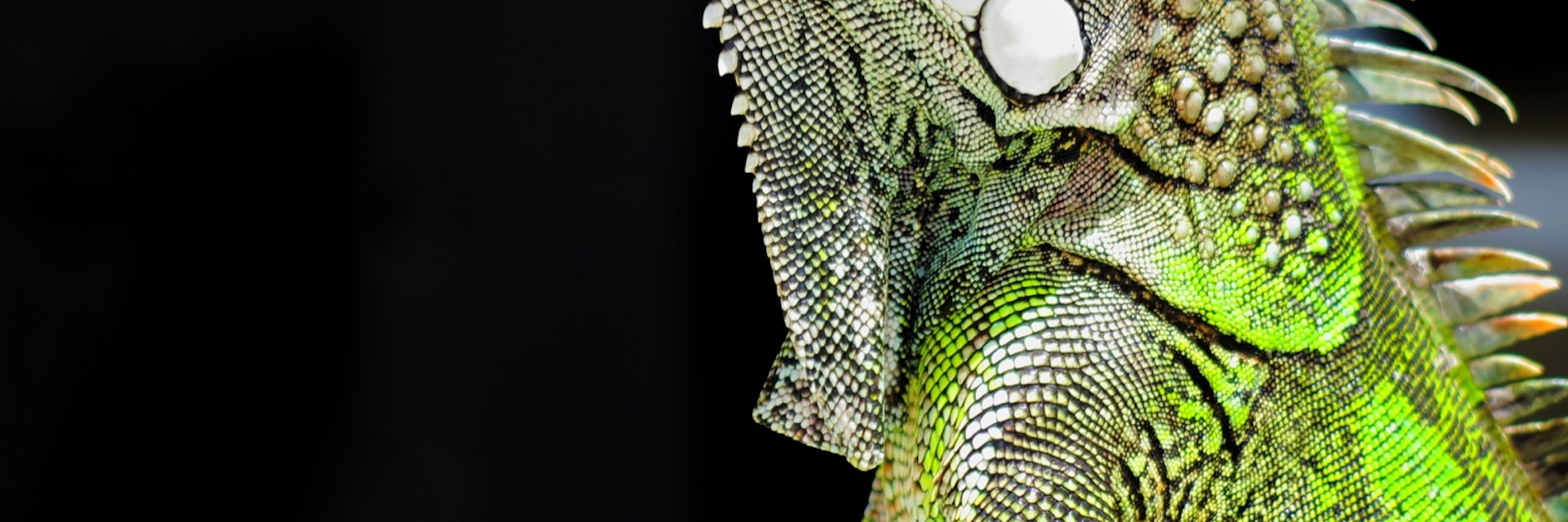 Green iguana profile detail with black background. Lizard's head close-up view. Small wild animal looks like a dragon. ; Shutterstock ID 616251773; Your name (First / Last): Alicia Johnson; GL account no.: 65050; Netsuite department name: Online Editorial ; Full Product or Project name including edition: Be