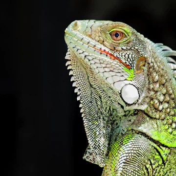 Green iguana profile detail with black background. Lizard's head close-up view. Small wild animal looks like a dragon. ; Shutterstock ID 616251773; Your name (First / Last): Alicia Johnson; GL account no.: 65050; Netsuite department name: Online Editorial ; Full Product or Project name including edition: Be