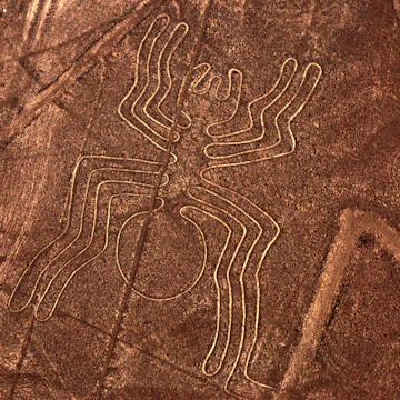 Nazca spider