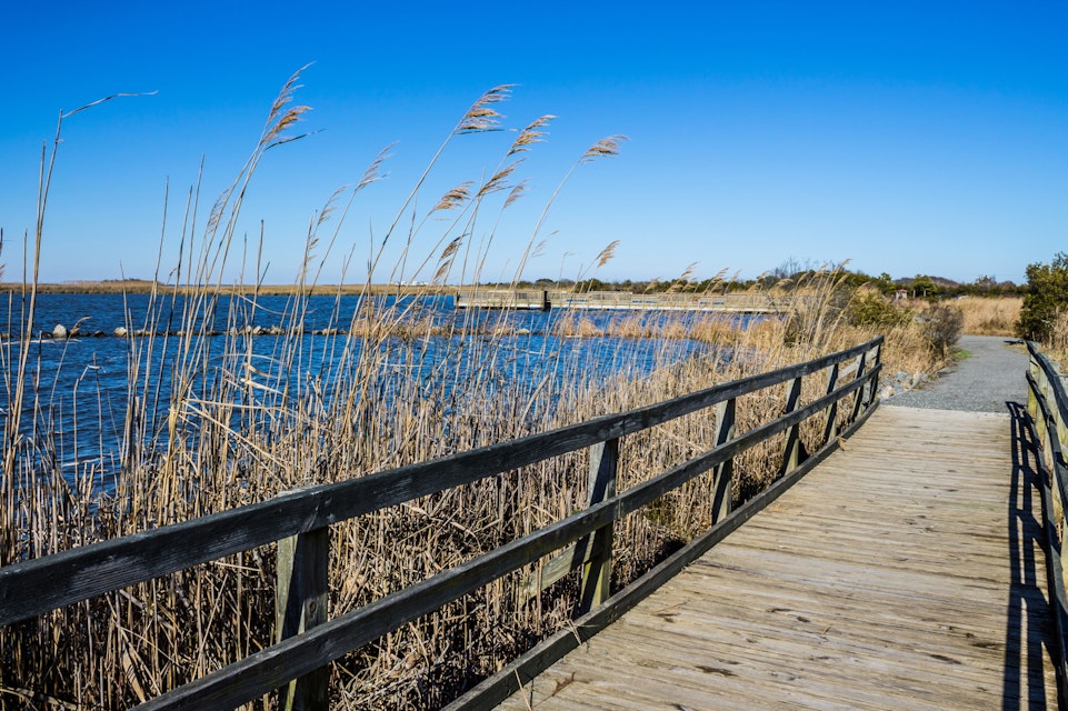 Raised walkway through marsh at Back Bay National Wildlife Refuge in Virginia Beach, Virginia.  ; Shutterstock ID 511038628; Your name (First / Last): Trisha Ping; GL account no.: 65050; Netsuite department name: Online Editorial; Full Product or Project name including edition: Trisha Ping/65050/Online Editorial/Virginia