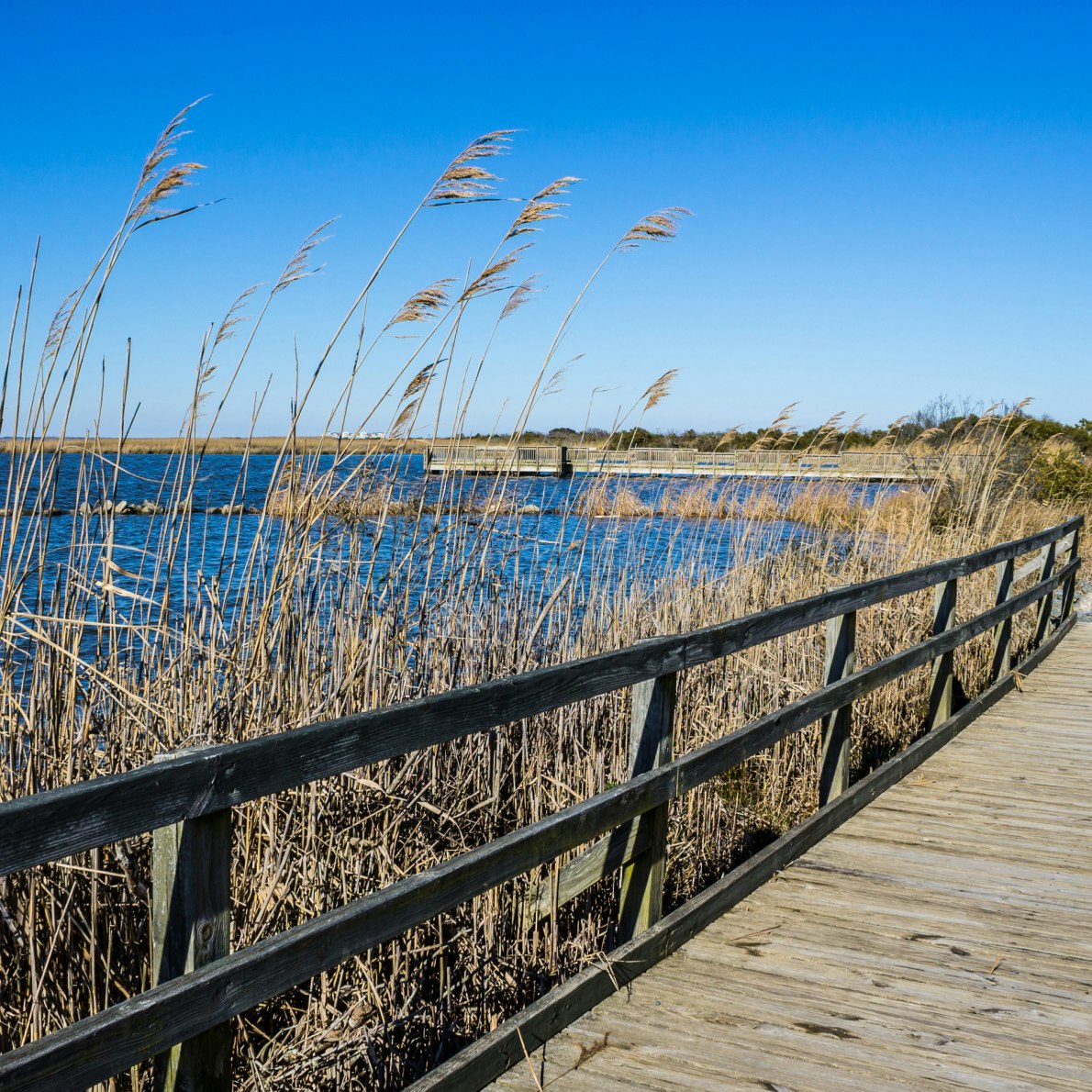 Raised walkway through marsh at Back Bay National Wildlife Refuge in Virginia Beach, Virginia.  ; Shutterstock ID 511038628; Your name (First / Last): Trisha Ping; GL account no.: 65050; Netsuite department name: Online Editorial; Full Product or Project name including edition: Trisha Ping/65050/Online Editorial/Virginia