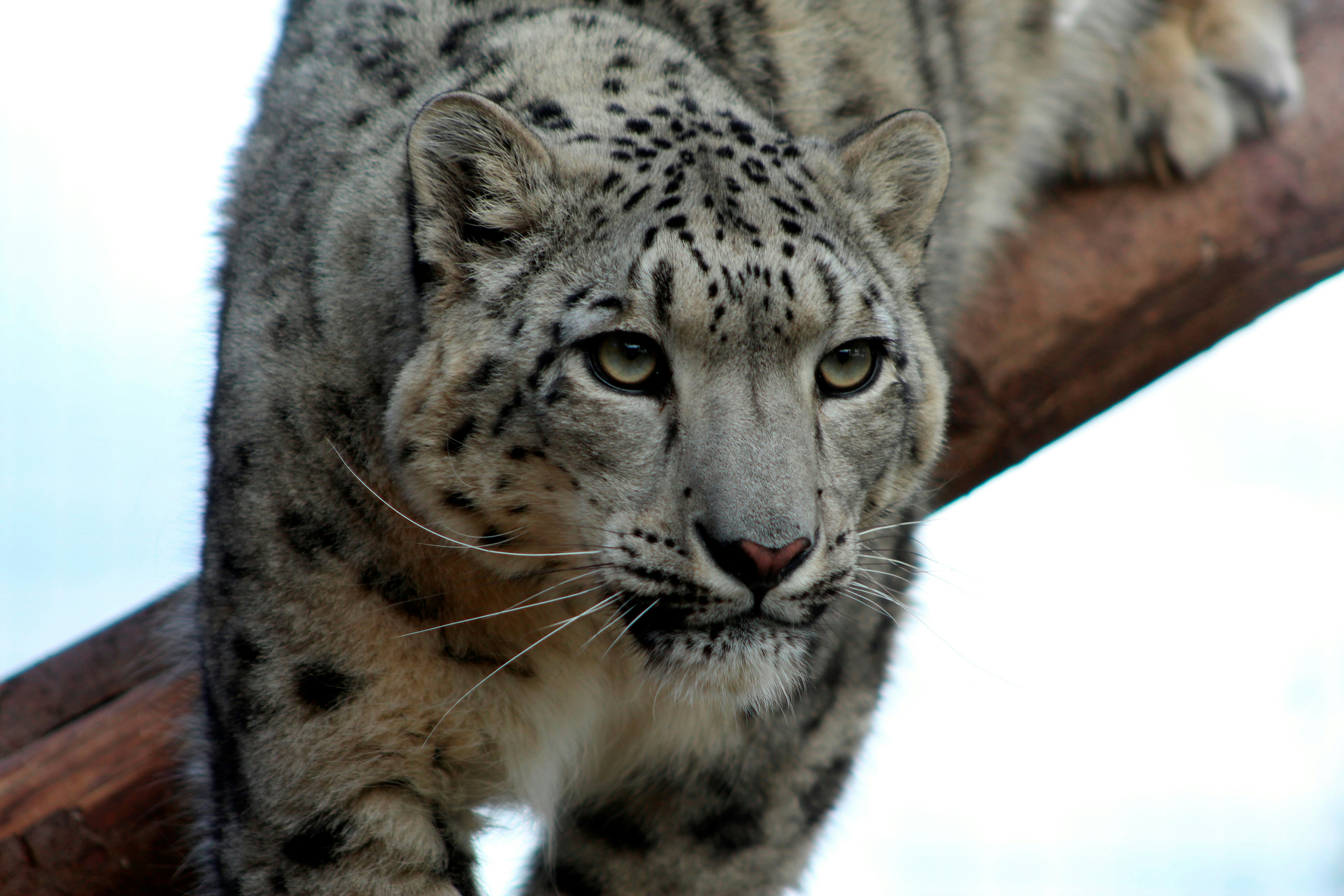Highland Wildlife Park