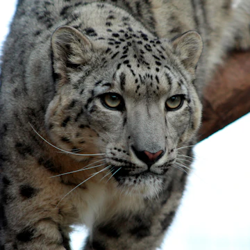 Highland Wildlife Park