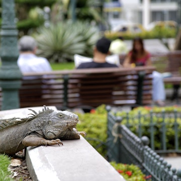 Iguana lounging at Parque Bolivar public garden.