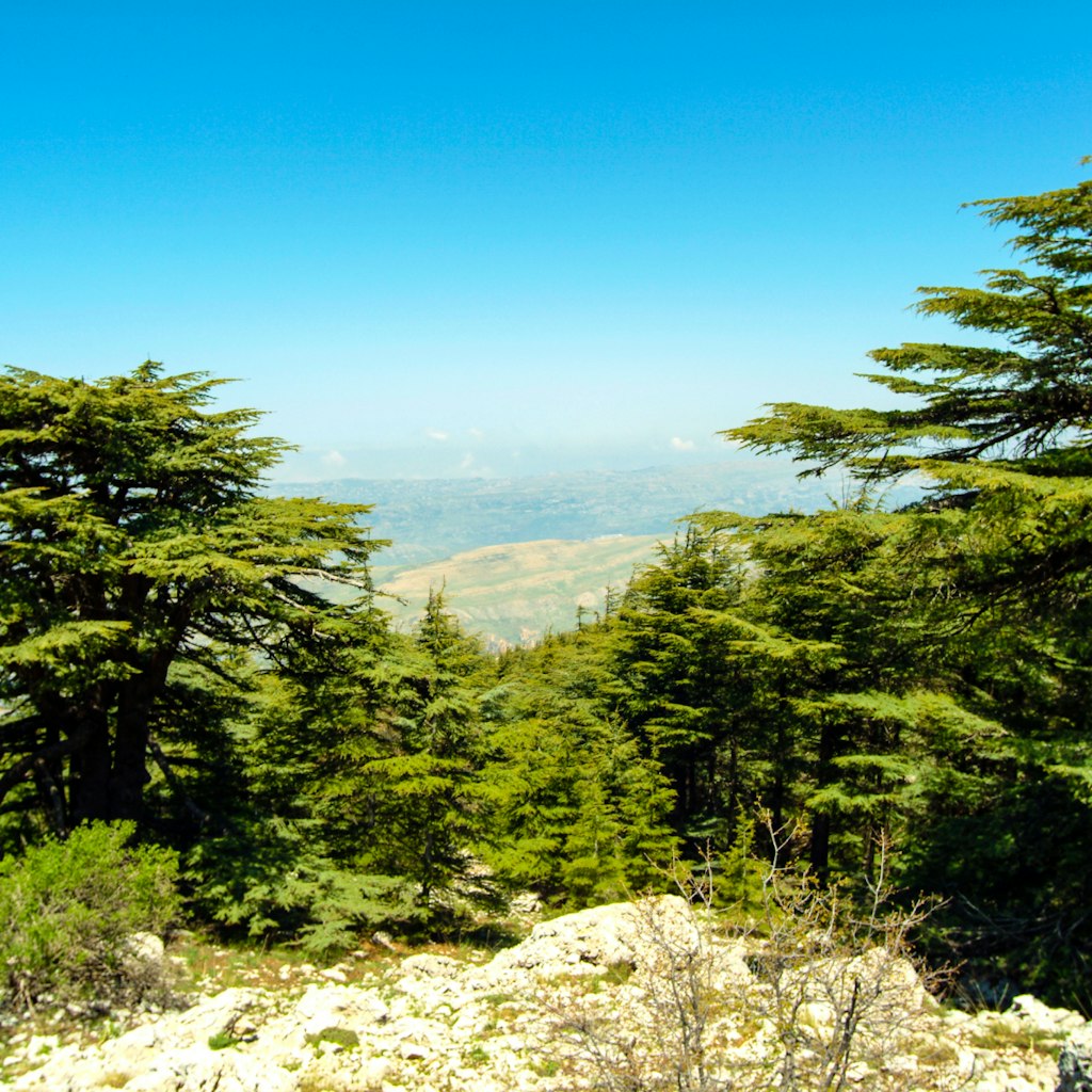 Cedars of Lebanon (Cedrus Libani) growing at 6,000 feet in the Shouf (or Chouf) Biosphere Reserve on Jabal Barouk in the Mount Lebanon district of Lebanon.; Shutterstock ID 797599933; Your name (First / Last): Lauren Keith; GL account no.: 65050; Netsuite department name: Online Editorial; Full Product or Project name including edition: Destination page image update