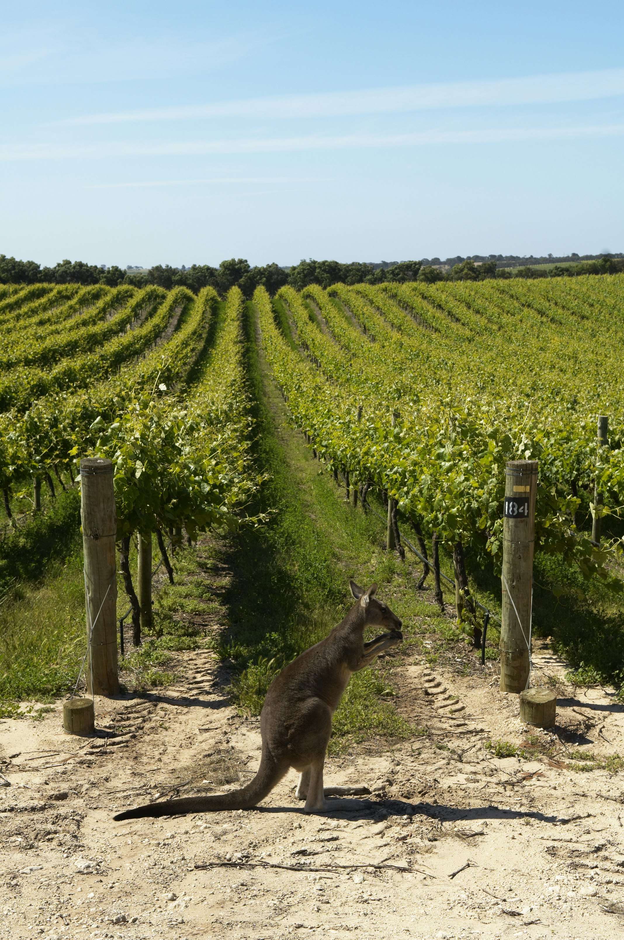 Penfolds Vineyards, Robe, South AUstralia, Australia