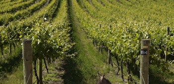 Item photo for undefined