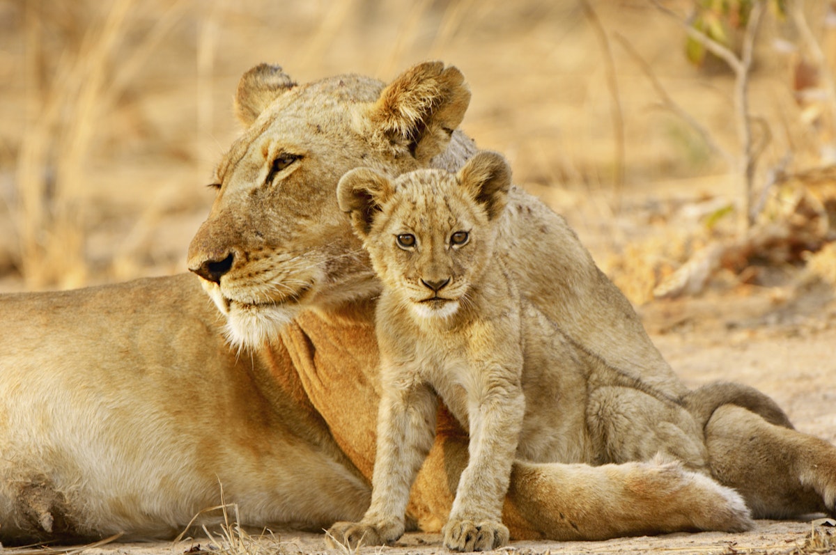 Lioness and cub, Kafue NP, Zambia