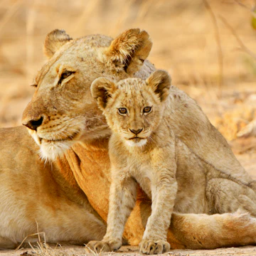 Lioness and cub, Kafue NP, Zambia