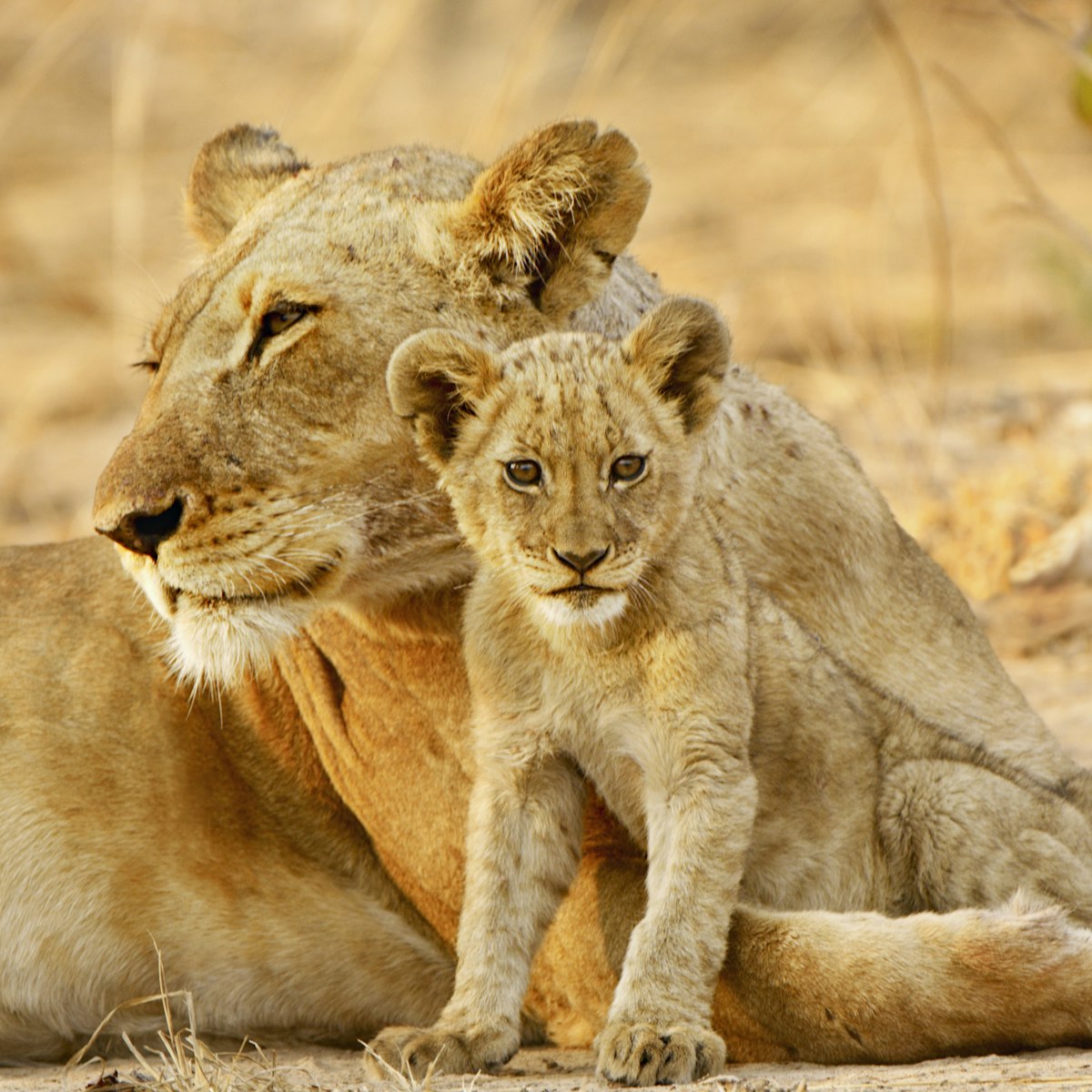 Lioness and cub, Kafue NP, Zambia