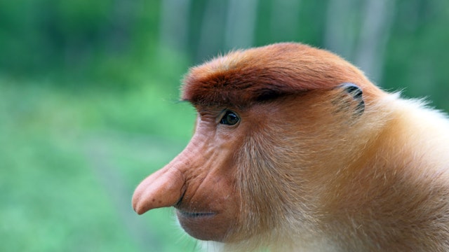 Male Proboscis monkey at Labuk Bay Proboscis Monkey Sanctuary.